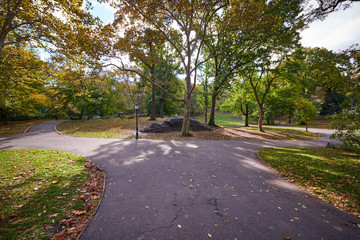 Obraz premium autumn in the park