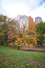autumn in the park