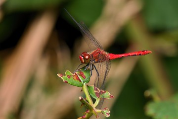 Close up of scarlet dragonfly in natural environment, Slovakia, Europe
