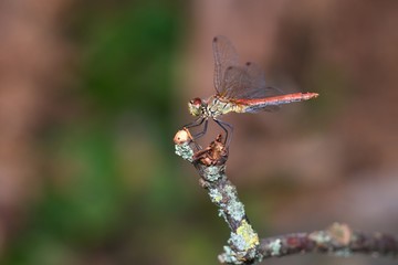 Close up of vagrant darter in natural environment, Slovakia, Europe