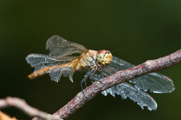 Close up of vagrant darter in natural environment, Slovakia, Europe