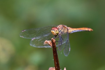 Close up of vagrant darter in natural environment, Slovakia, Europe