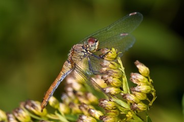 Close up of vagrant darter in natural environment, Slovakia, Europe