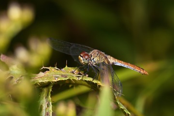Close up of vagrant darter in natural environment, Slovakia, Europe