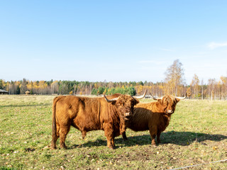 landscape with beautiful brown wild cows in a green meadow