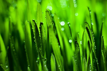 Fototapeta na wymiar Macro. Background, water drops on the green grass. Desktop background. Selective focus.