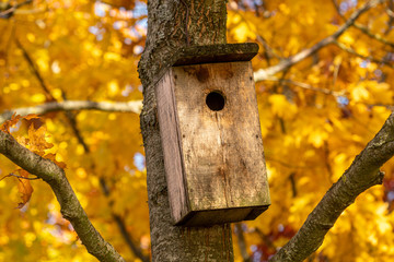 Bird house hanging on the maple tree