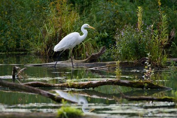 White egret on Danubian wetland, Slovakia, Europe