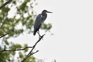 Blue heron in its natural environment, Danubian wetland, Slovakia, Europe