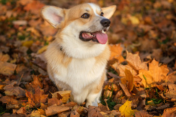Welsh Corgi dog on a walk in a beautiful autumn Park with yellow foliage