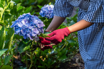 Woman cut a bouquet of Hydrangea Flowers with pruning scissors in greenhouse.