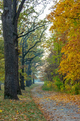 Walk in the forest. Yellow leaves, autumn landscape.