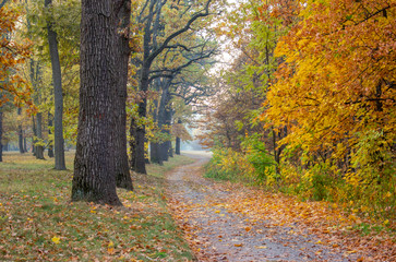 Walk in the forest. Yellow leaves, autumn landscape.