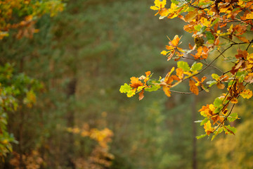 Background with a closeup of beautiful colored autumn leaves of an oak tree in the forest in October in Franconia, Germany