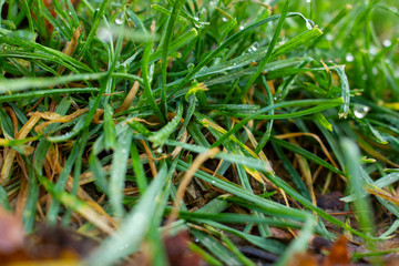 Green and dry grass in dew with close