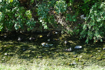小川にいる鴨の家族