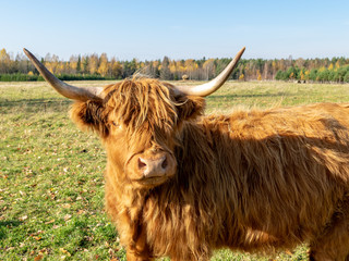 landscape with beautiful brown wild cows in a green meadow