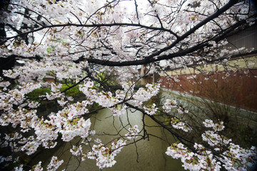 Cherry blossom in spring season Japan.