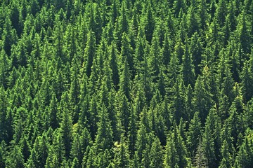 Obraz premium fir forest seen from above