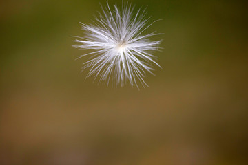 Dandelion Seeds Abstract Texture Background