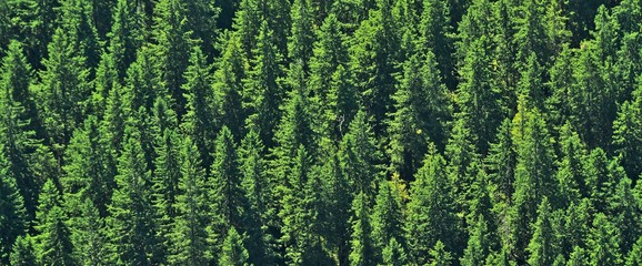 fir forest seen from above