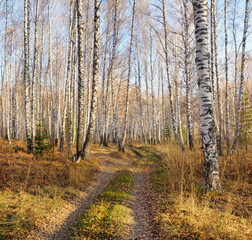 Beautiful landscape with a dirt road in an autumn birch forest