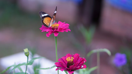 Butterflies are sucking nectar from flowers in the garden.