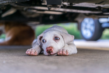 The puppy crouched under the car.