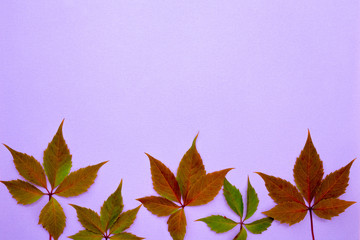 Autumn composition, place for inscription. Green and brown leaves, plum, on a light purple background. Flat lay, top view, copy space