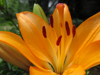 Orange lily flower close-up on a green background. Blurred plant background with focus on pistils and stamens