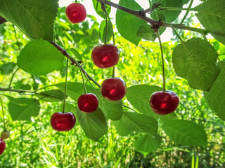 Beautiful red ripe cherry fruits grow on a branch with leaves in the garden, close-up. Natural background with juicy berries on a green background of foliage on a sunny spring-summer day, outdoors