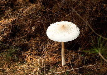 herbstliche schönheit bei der pilzsuche im Herbst