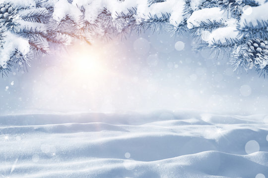 Winter Christmas scenic background with copy space. Morning Snow landscape with christmas branches covered with snow close-up, sunlight, snowdrifts and falling snow on nature outdoors, copy space