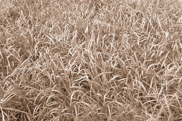 Yellow grass autumn fall background