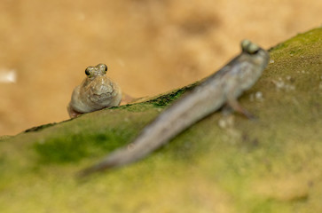 fish climber on rock