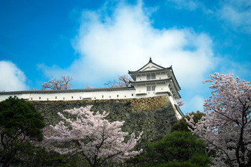 Fototapeta premium Himeji Castle and full cherry blossom