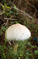 Erster Fund beim pilze suchen im herbst