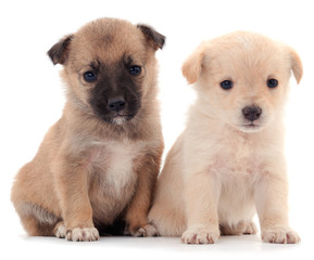 Obraz premium Two little puppies.