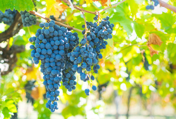 Large bunch of grapes hang from a vine, Close Up of red wine grapes