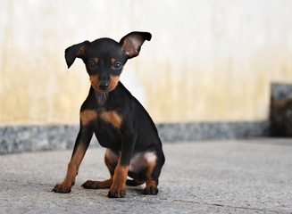 Adorable prague ratter puppy