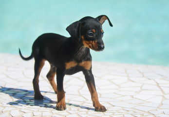 adorable prague ratter puppy