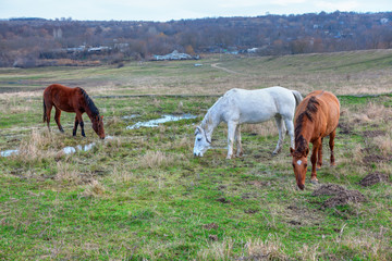 rustic scenery with grazing horses 