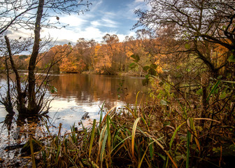 Fototapeta na wymiar The last flashes of green in the rushes alongside the Coppice Pond at Bingley St Ives with the reflection of the golden autumn trees in the background