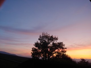 lone tree at sunset