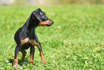 adorable prague ratter puppy