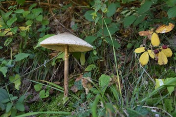Pilz
