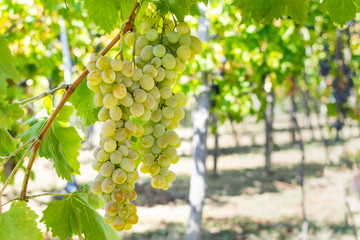 Large bunch of grapes hang from a vine, Close Up of white wine grapes