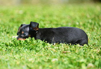 adorable prague ratter puppy
