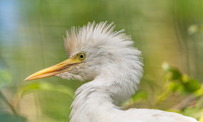 portrait of a white egret