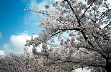 Himeji Castle and full cherry blossom